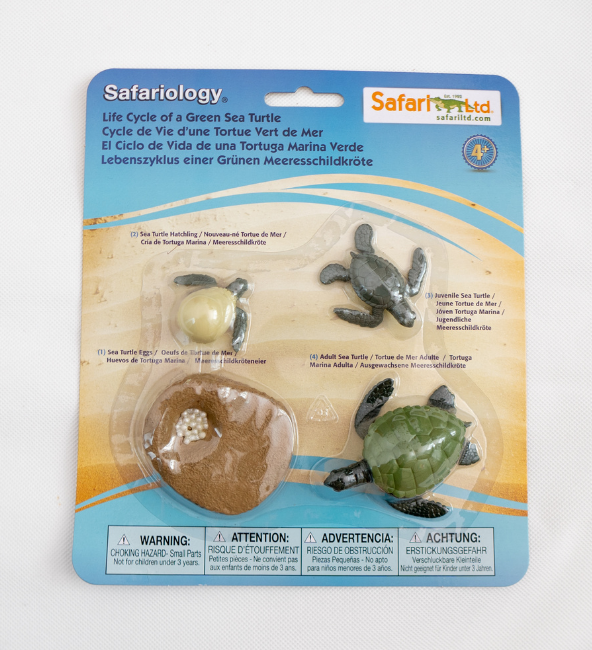 Safari Ltd - Life Cycle of a Green Sea Turtle
